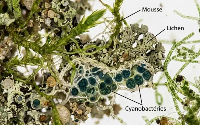 Nettoyage basse pression à la vapeur d’eau sur Agen et son agglomération